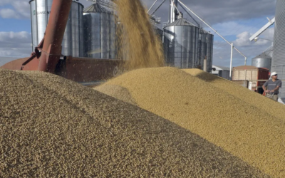 Exportações argentinas de soja com vantagem cambial caíram 57%