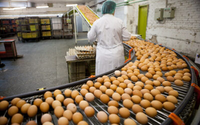 Aumento na produção nacional de ovos em 2023 deve ser sucinto