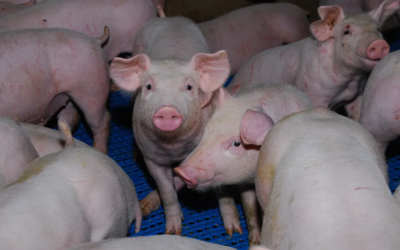 Frigorífico do Acre é o primeiro do país com aval para exportar carne suína ao Peru