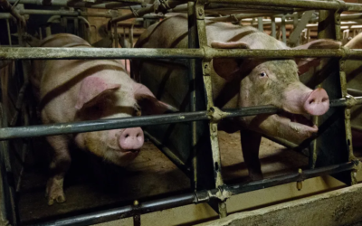 Caso de doença de Aujeszky no RS não prejudicará exportações de carne suína, diz Fundesa