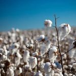 Na Bahia, produtores monitoram o desenvolvimento do algodão