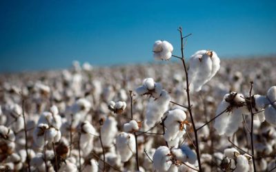Na Bahia, produtores monitoram o desenvolvimento do algodão