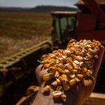 Milho: Brasil deve avançar na produção para seguir atendendo exportações, diz Abramilho
