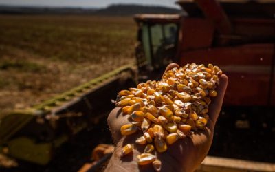 Milho: Brasil deve avançar na produção para seguir atendendo exportações, diz Abramilho