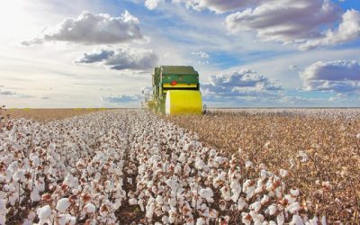 Produção de algodão deve crescer em Mato Grosso mesmo com novo recuo de área