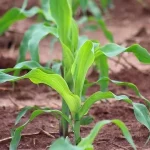 Em reta final de janela ideal, plantio do milho atinge 50,28% da área em Mato Grosso
