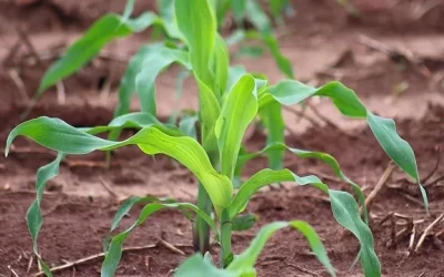 Em reta final de janela ideal, plantio do milho atinge 50,28% da área em Mato Grosso