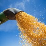 Governo aprova a compra de milho para venda em balcão
