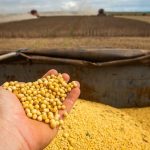 Brasil deve produzir 151,43 milhões de toneladas de soja, projeta Conab