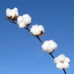 Plantio de algodão em Mato Grosso chega a 96,17% da área