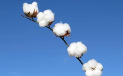 Plantio de algodão em Mato Grosso chega a 96,17% da área