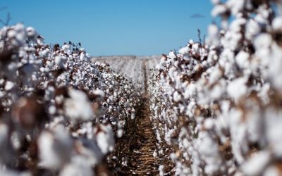 Produção global de algodão deve somar 24,37 milhões de toneladas em 2022/23