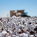 MT exibe recuo de 3,8% nas estimativas de exportação de algodão, aponta Imea