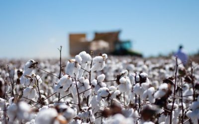 MT exibe recuo de 3,8% nas estimativas de exportação de algodão, aponta Imea
