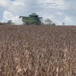 Soja: colheita em Mato Grosso chega a 60%