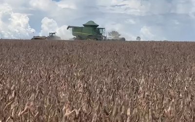Soja: colheita em Mato Grosso chega a 60%