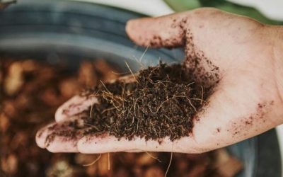 Fertilizantes: Índice de Poder de Compra tem melhora em fevereiro