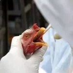 Gripe aviária: Chile abate quase 40 mil animais