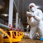 Gripe aviária: Chile suspende exportação de carne de frango