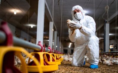 Gripe aviária: Chile suspende exportação de carne de frango