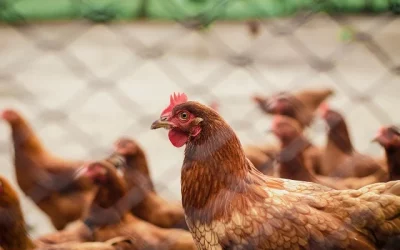 Gripe aviária: mais um estado proíbe eventos com aves