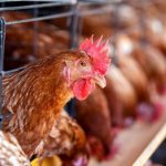 Casos de gripe aviária podem fazer Brasil perder mercado, diz presidente da ABPA