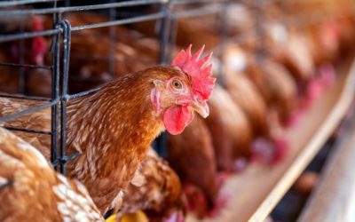 Casos de gripe aviária podem fazer Brasil perder mercado, diz presidente da ABPA
