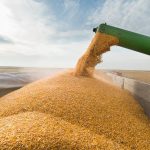 Mapa habilita mais 90 empresas brasileiras para exportar milho para a China