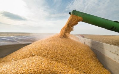 Mapa habilita mais 90 empresas brasileiras para exportar milho para a China