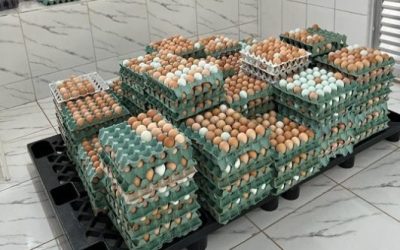 Em 2022, abate de bovinos volta a subir e produção de ovos de galinha bate recorde