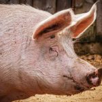 Alemanha relata mais um caso de peste suína africana em fazenda