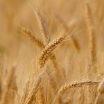 Trigo geneticamente modificado: comissão libera cultivo e comercialização no Brasil