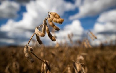 Colheita da safra brasileira de soja atinge 30,3%, aponta consultoria