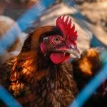 Duzentos mil frangos morrem e autoridades se preocupam com gripe aviária