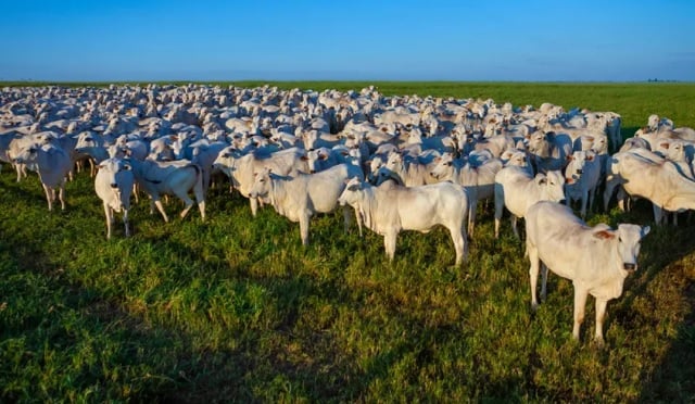 CNA pretende levar proposta de rastreabilidade de gado ao Mapa