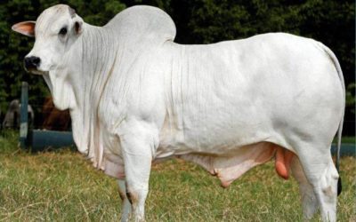 Exportação de sêmen bovino com aptidão para corte cresce 13% no 1º semestre