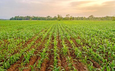 Valor adicionado da agropecuária do Brasil crescerá 15,5% em 2023, prevê Ipea