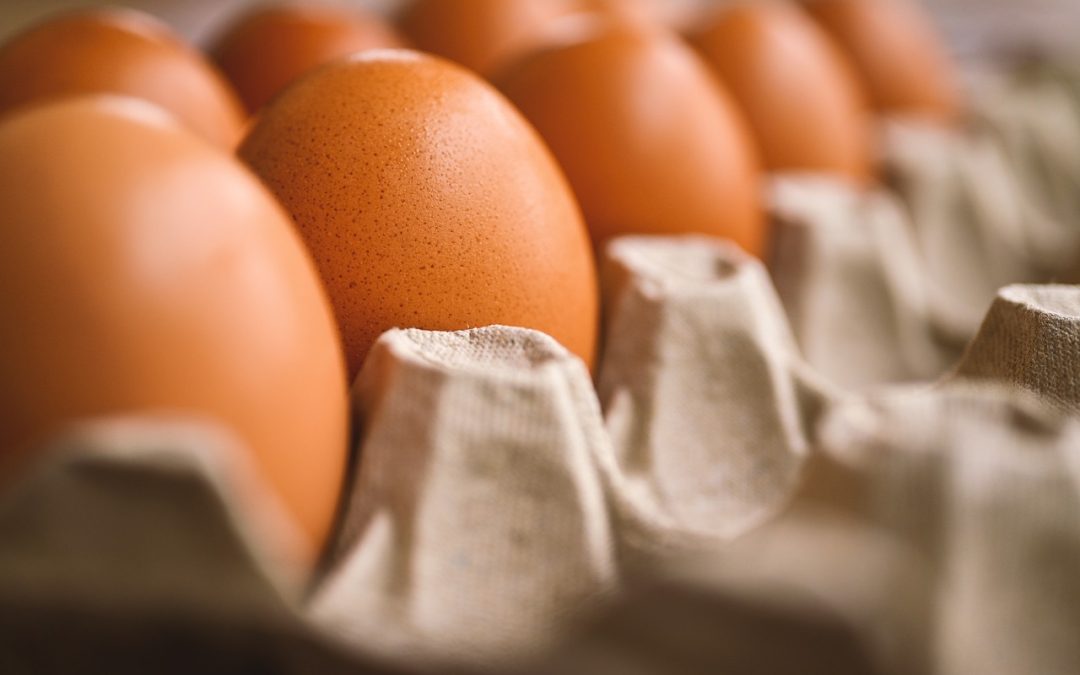 Ovos/Cepea: Vendas aquecidas elevam preço para os maiores níveis desde jul/23