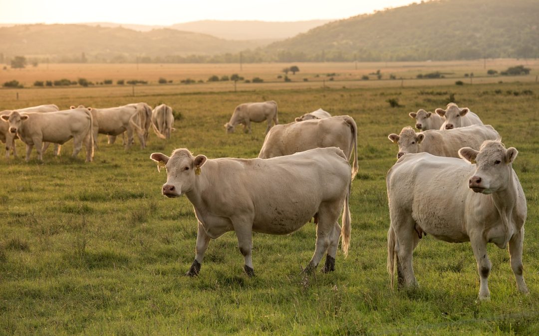 Mais boi, mais carne e mais consumo no Brasil
