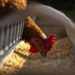 China: Fim da tarifa antidumping sobre a carne de frango beneficia cooperativas do Paraná