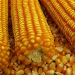 Estimativa indica crescimento de consumo de milho