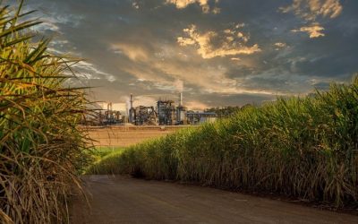 Produção de Açúcar no Centro-Sul do Brasil Cresce 6,3% na Primeira Quinzena de Maio