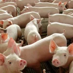 Cinco países abrem mercado para exportação brasileira de suínos vivos