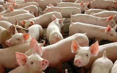Cinco países abrem mercado para exportação brasileira de suínos vivos