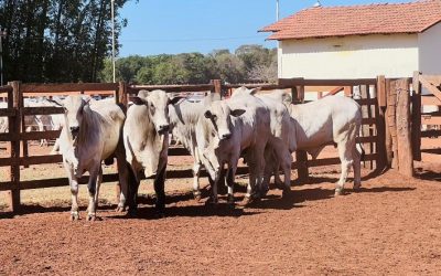 Mercado do Boi Gordos: Escassez e Demanda Sustentam Alta dos Preços