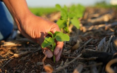 Produtores rurais: os guardiões da sustentabilidade ambiental