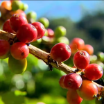 Entenda por que preço do café robusta supera cotação do arábica pela 1º vez em sete anos