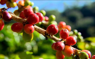 Entenda por que preço do café robusta supera cotação do arábica pela 1º vez em sete anos