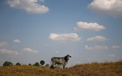 Brasil vai destinar US$ 1,3 bi do Fundo Clima para recuperar pastagens