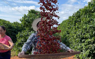 Produção mundial de café cresce 5,82% em um ano